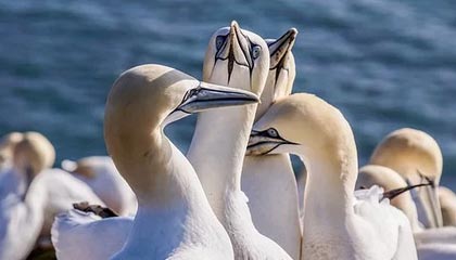 赛事分析-中超第二轮 北京国安 浙江 山东 河南最少有一支球队能负分清零|浙江队|山东队|山东泰山|上海申花|上海申花足球俱乐部_新浪体育_新浪新闻